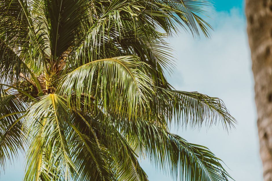 A close-up view of lush palm tree leaves under a vibrant blue sky.