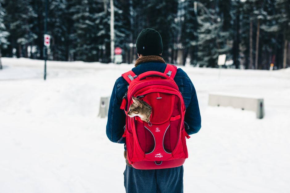 Person hiking with a cat in backpack during winter in Banff, Alberta.