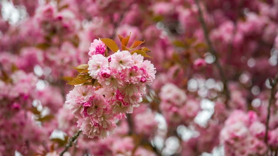 Vivid pink cherry blossoms in full bloom during spring, creating a dreamy floral scene.