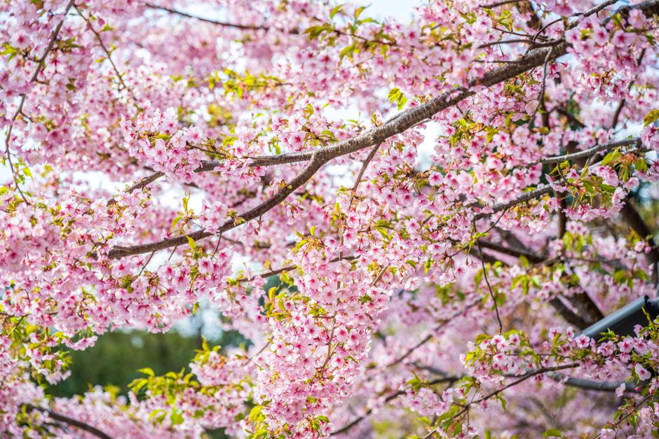 Stunning cherry blossom branches in full bloom during a sunny spring day.