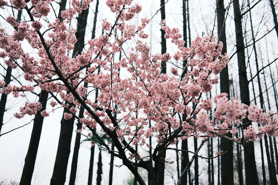 A stunning cherry blossom tree blooms in a serene forest in Nanjing, China.