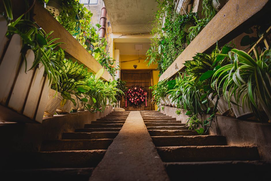 A corridor filled with lush indoor plants leading to a vibrant floral decoration with natural light.