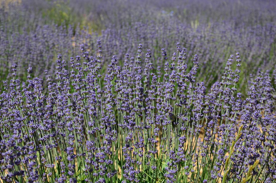 Vibrant lavender field blooming under daylight, showcasing nature's beauty.