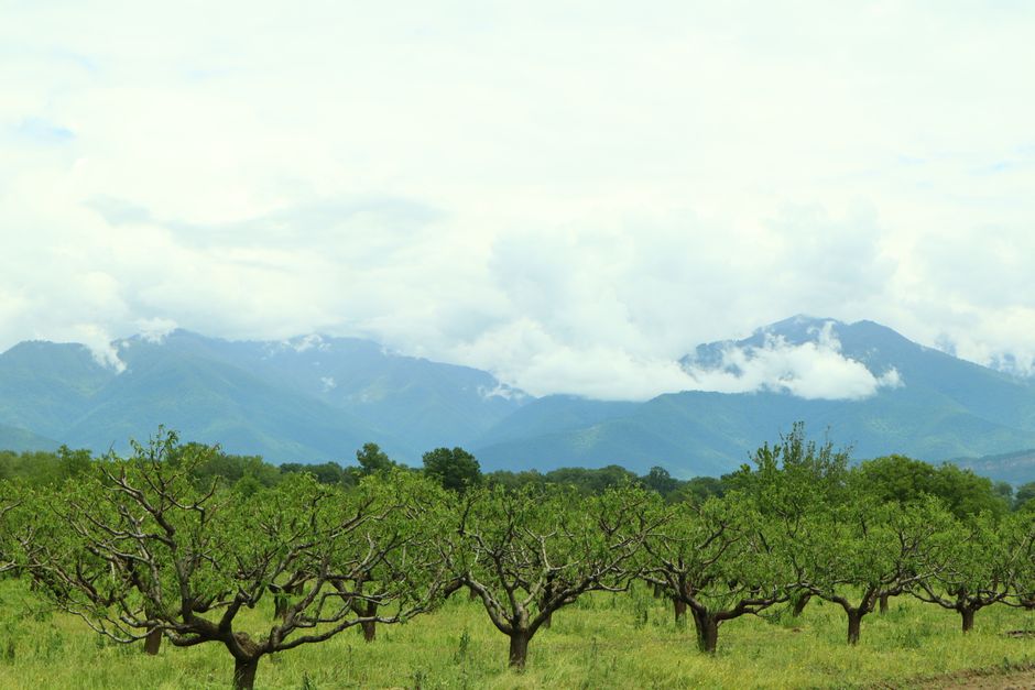 Lush orchard with mountains in the background under a cloudy sky.