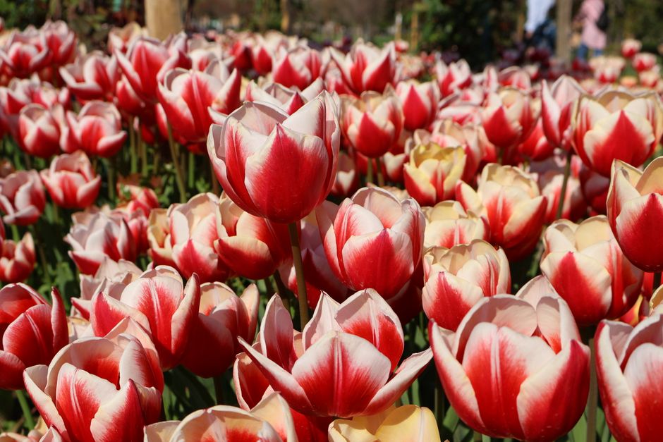 A field of vibrant red and white tulips in full bloom in a garden in Bursa, Türkiye.