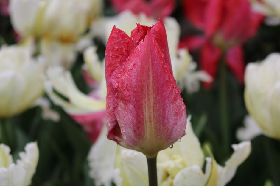 A close-up of a vibrant red tulip with dewdrops, surrounded by soft-focus white tulips.