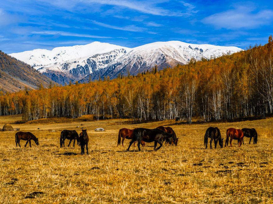 A serene view of horses grazing in a colorful autumn mountain landscape with snow-capped peaks.