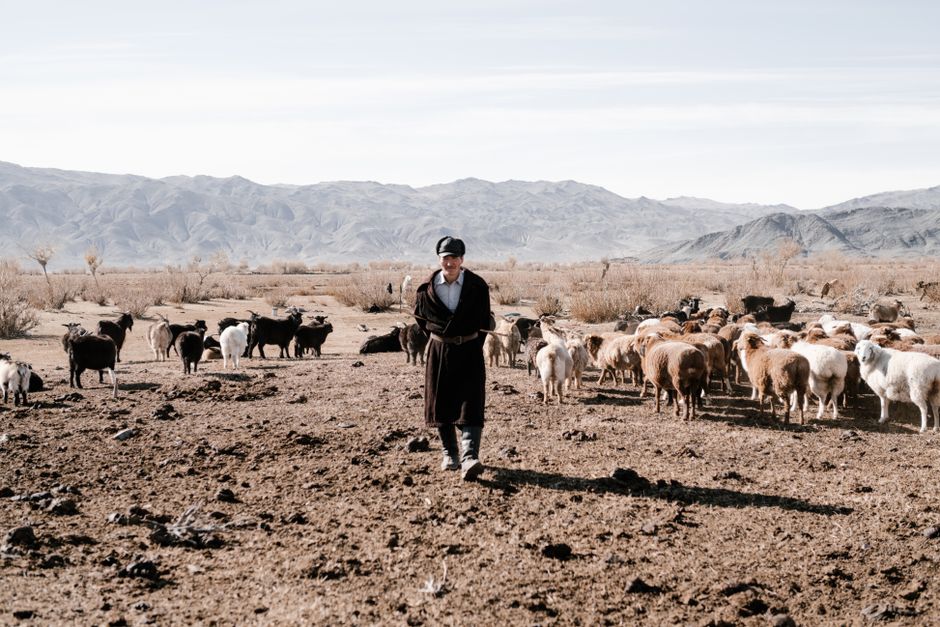 Full length of ethnic man in warm coat and hat walking in steppe and looking after cattle in sunny day in countryside