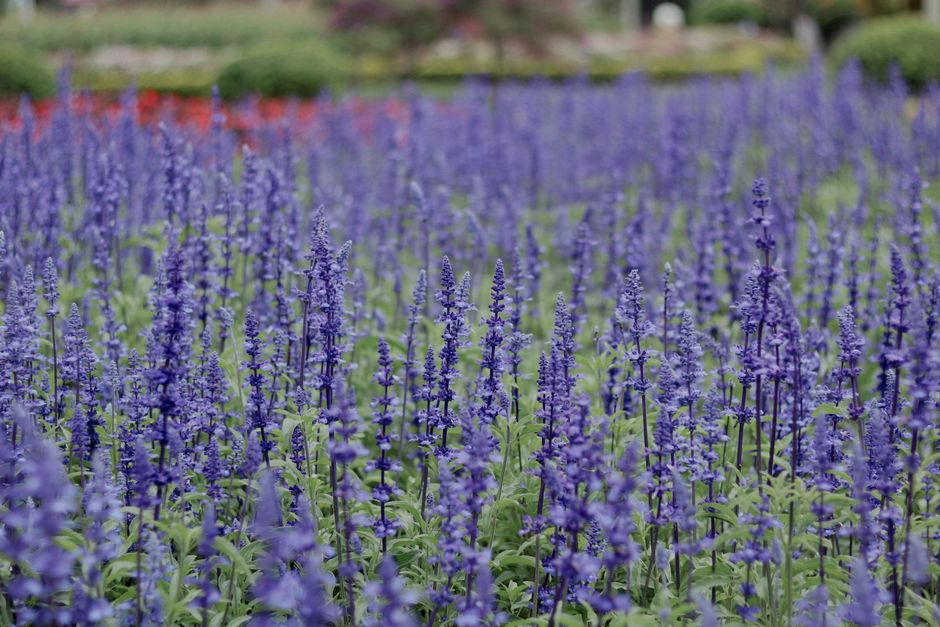 Rows of purple flowers in a Hokkaido-style summer field