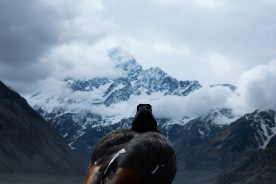 Bird overlooking snow-capped Mount Cook in Canterbury, New Zealand, under dramatic skies.