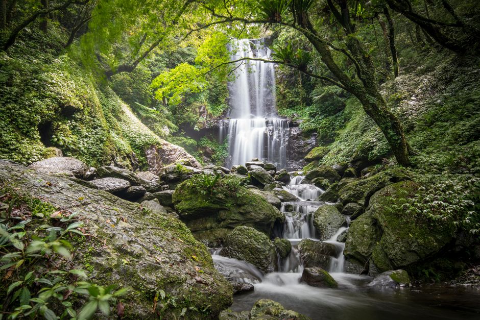 Captivating waterfall cascading through a lush green forest, creating a tranquil and scenic landscape.