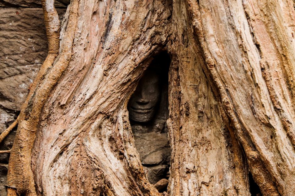 Close-up of a stone face statue enveloped by tree roots at Angkor Wat, Cambodia.